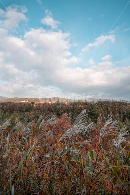 순천만,습지,갈대밭,갈대,구름,하늘,풍경,배경화면,sky,landscape,blue,cloud,가을,계절,fall,autumn,season,자연,풍경,nature,landscape,식물,plants,grass,잔디,plant,tree,나무,fir,전나무