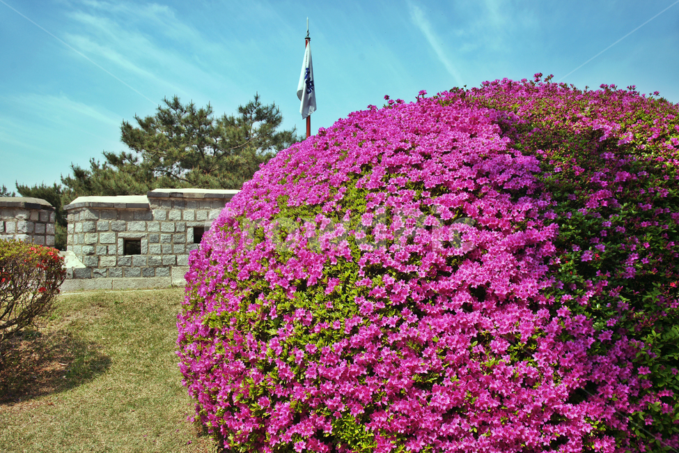 화성,수원,성곽,정조,철쭉,봄,성벽,유네스코세계문화유산,식물,자연,plants,nature,꽃,flower