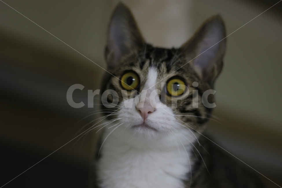 Embarrassment,Pets,pupil earthquake,Korean Shorthair,cat tower,kitten,stray cat,cat,nose short,cat pole,abandoned cat,animal,catwalker,pet