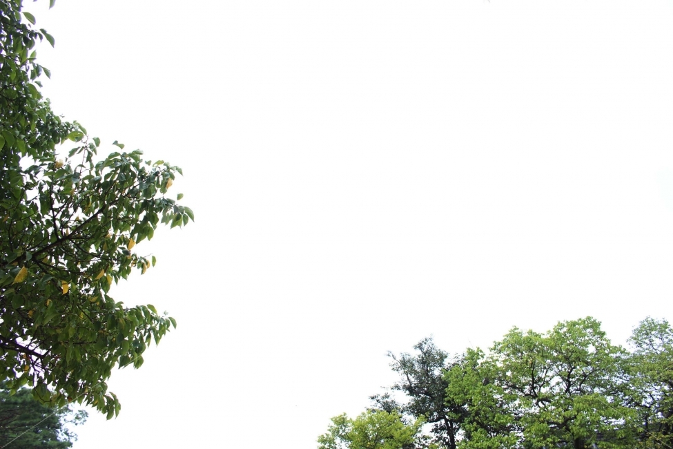 하늘,나무,식물,자연,야외,공원,정원,풍경,잎,초록,초록색,자연,풍경,nature,landscape,tree,plant