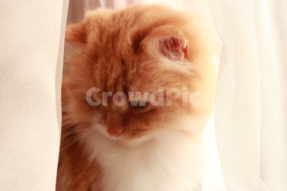 고양이,페르시안,치즈고양이,노란고양이,귀여운,자연,동물,애완동물,반려동물,동물,animal,포유류,mammal,고양이,cat,kitten,kitty