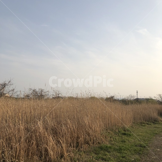 갈대,자연,힐링,산책길,가을,자연,풍경,nature,landscape,outdoors,옥외,grassland,목초지,field,들