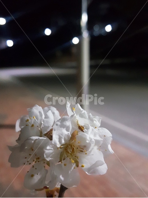 벚꽃,밤,새벽,꽃,가로등