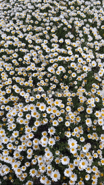 구절초,꽃,자연,감성,flower