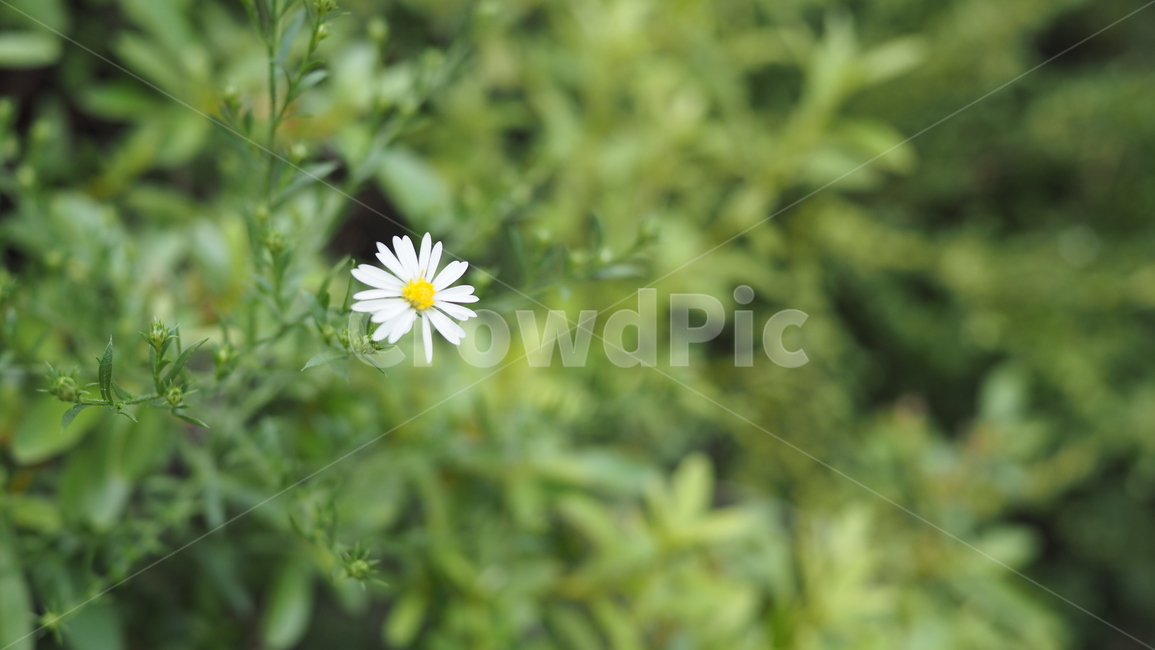 야생화,꽃,야생식물,wildflower,flower