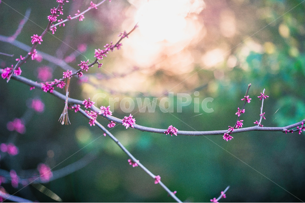plant,식물,꽃,봄,노을