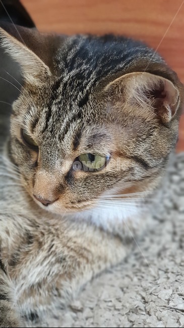 고양이,아메리칸쇼트헤어,고양이얼굴,고양이눈,동물,동물,animal,포유류,mammal,고양이,cat,kitten,kitty