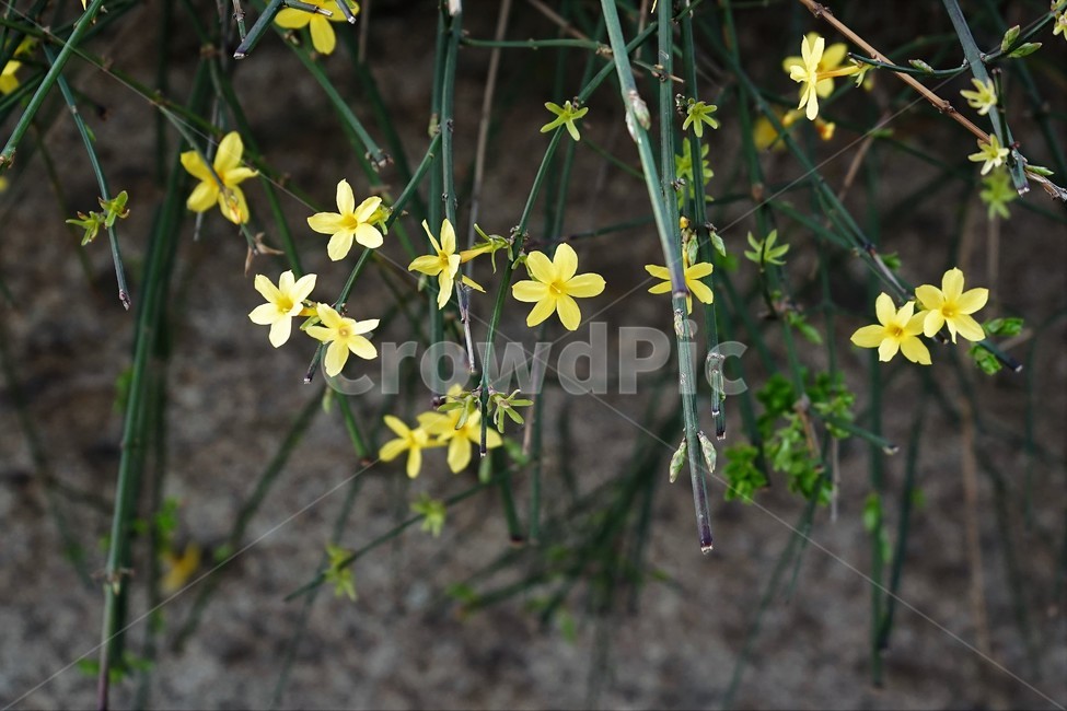 영춘화,노랑,봄,계절,spring,nature,plant,yellow,꽃잎,꽃,봄꽃,봄소식,계절소식,식물,자연,plants,nature,꽃,flower