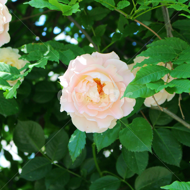 꽃,장미,하얀장미,감성사진,여름,5월,흰색,flower,rose,풍경,풍경사진,자연,식물,자연,plants,nature,꽃,flower
