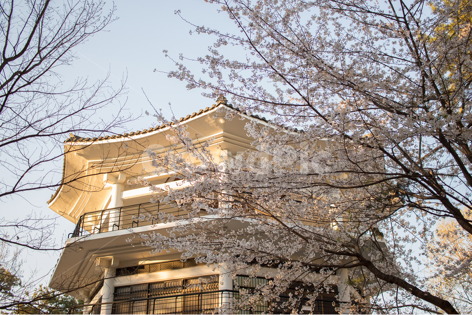 벚꽃,풍경,팔각정,봄,한국풍경,봄,계절,spring,season,한국전통,한국문화,korean traditional,korean culture,건축물,건물외관,exterior,building,structure,architecture,construction,plant,식물