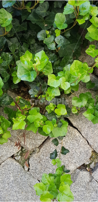 담쟁이덩굴,식물,초록,잎사귀,이파리,풀,자연,담,식물,자연,plants,nature