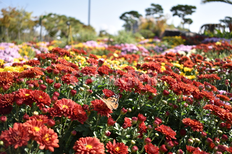 나비,꽃,국화,꽃잎,풍경,식물,자연,plants,nature,꽃,flower