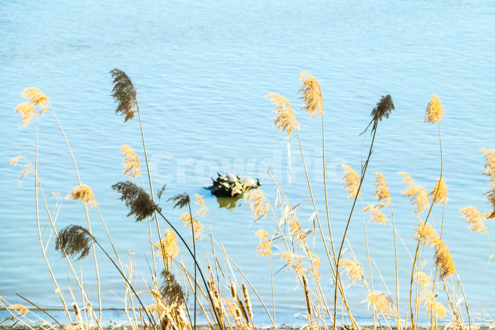 plant,식물,grass,잔디,lawn,reed,갈대