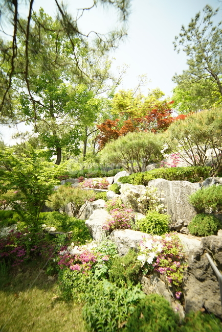 옥외,outdoors,plant,식물,나무,자연,정원,풍경,초록,조경