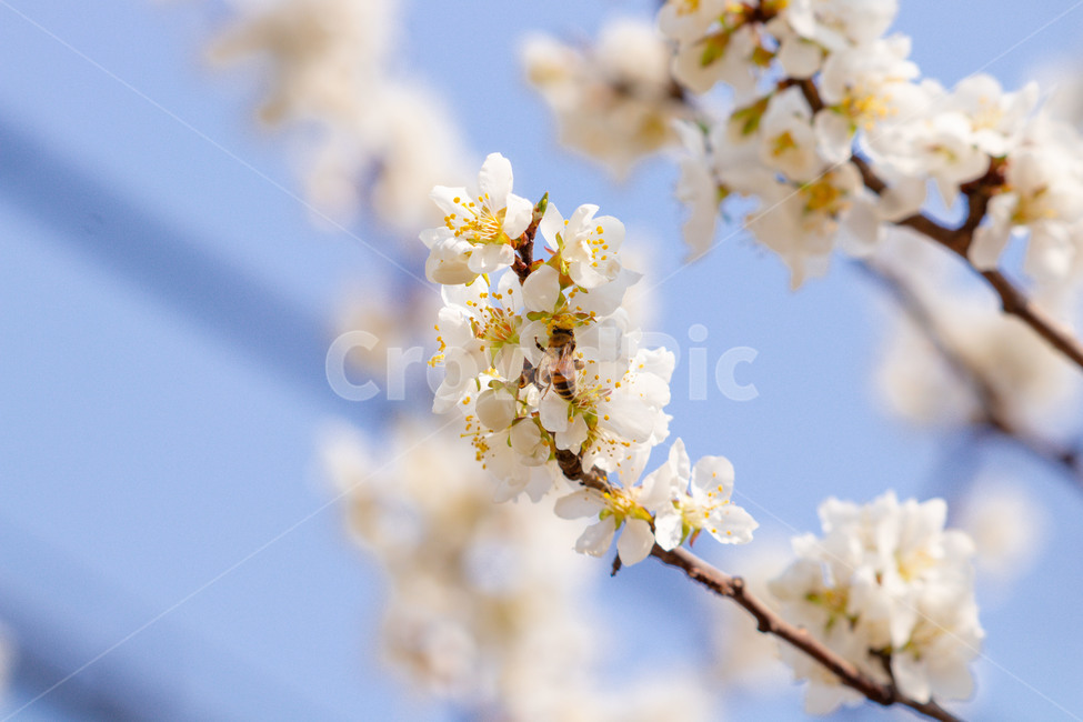plant,식물,blossom,꽃,flower