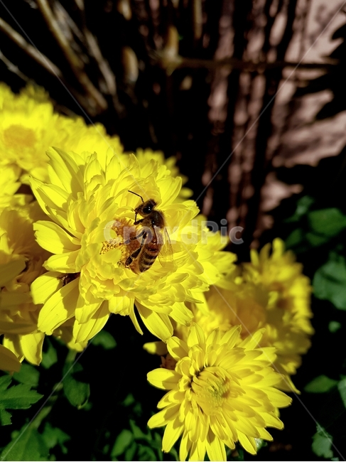 invertebrate,꿀벌,꽃,곤충,insect,식물,자연,plants,nature,꽃,flower,곤충,벌레,insect,bug