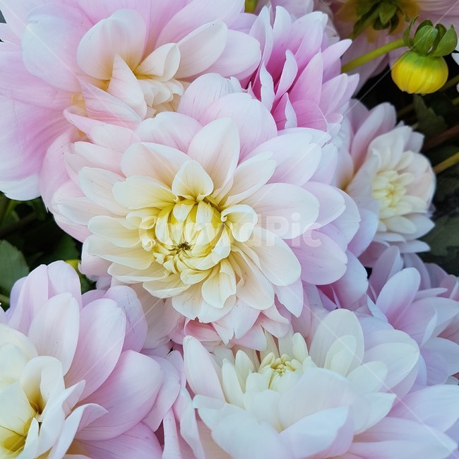 꽃,달리아,dahlia,핑크꽃,pink,꽃,flower