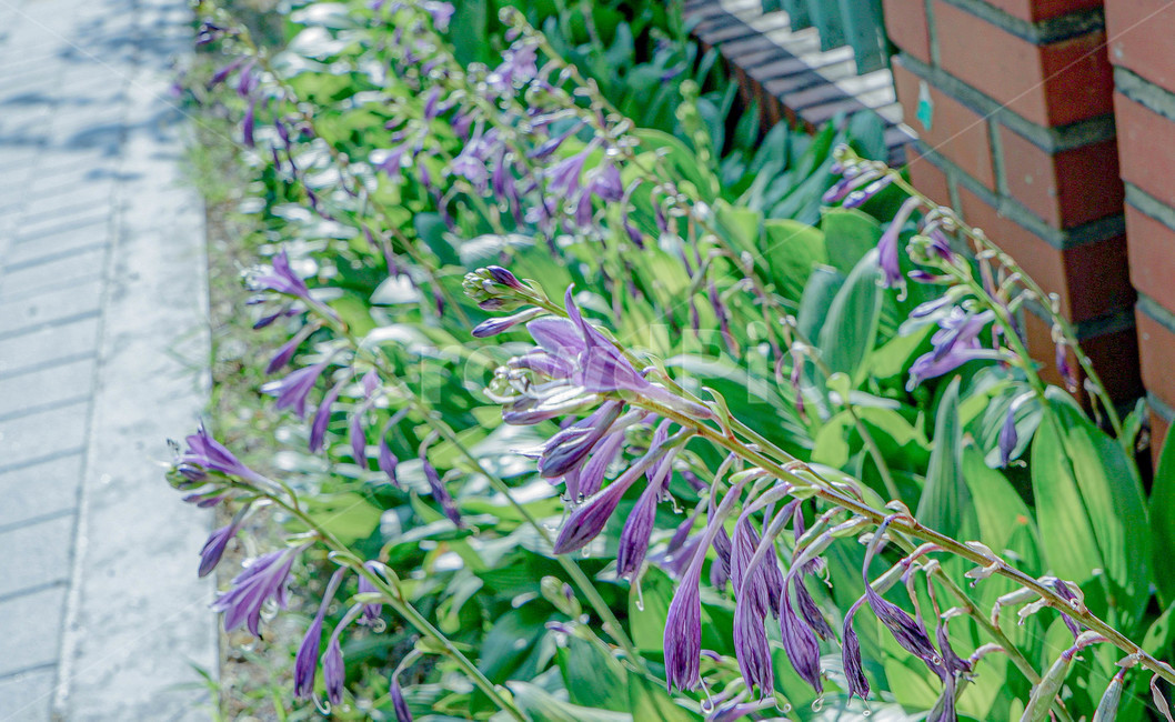 봄,꽃,보라색,spring,flower