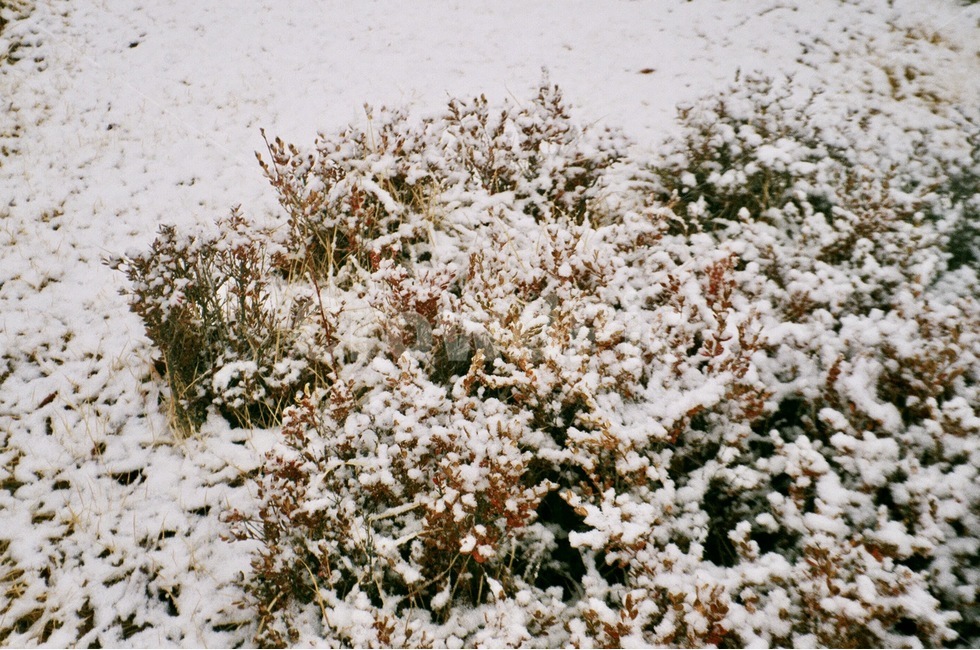 나무,자연,눈,겨울,tree,nature,snow,snowy,winter