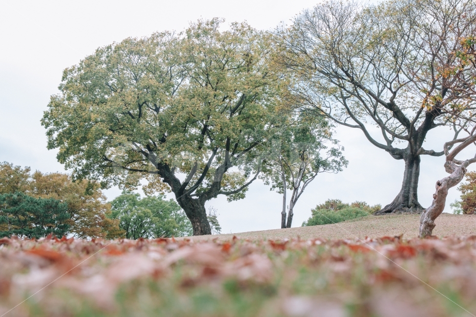 나무,가을,낙엽,감성,풍경,landscpae,autumn,fall,tree,자연,풍경,nature,landscape,가을,계절,fall,autumn,season,감성,sensible,feeling,plant,식물,tree trunk,나무 줄기