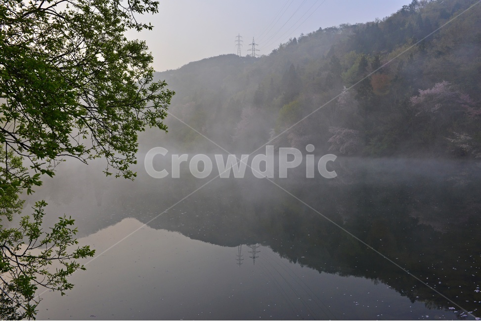 전남,화순,세량지,세량제,물안개,벚꽃,산벚꽃,봄,계절,반영,아침,여명,해돋이,nature,자연,outdoors,옥외,fog,안개,weather,날씨,자연,풍경,nature,landscape