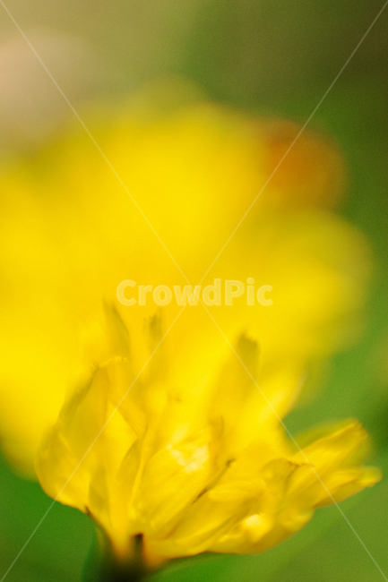 노란꽃,꽃잎,가을꽃,노랑,꽃,가을,들꽃,식물,자연,plants,nature,꽃,flower