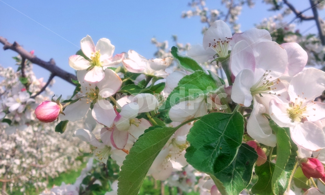 사과꽃,꽃,사과나무,봄꽃,봄,flower,blossom,appletree,만개,꽃송이,분홍꽃,식물,자연,plants,nature,꽃,flower