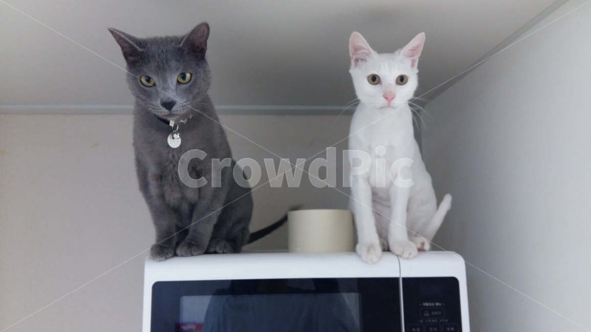 고양이,전자렌지,정면,두마리,흰검,동물,animal,포유류,mammal,고양이,cat,kitten,kitty