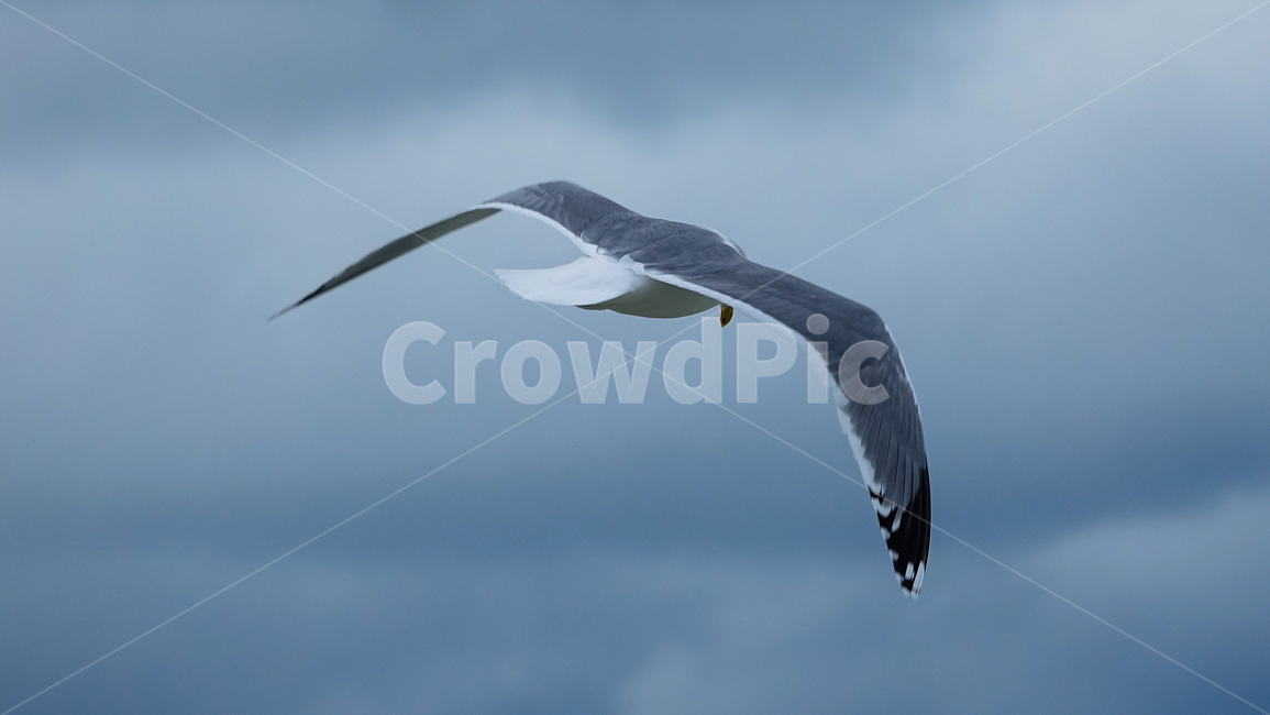 갈매기,새,bird,laruscanus,조류,동물