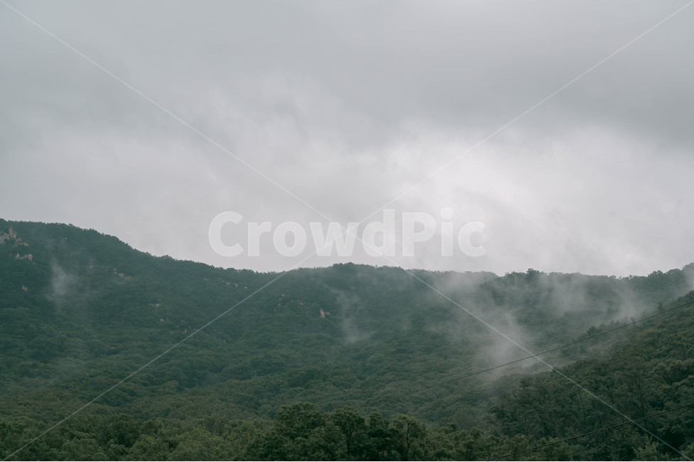 자연,숲,산,구름,안개,흐림