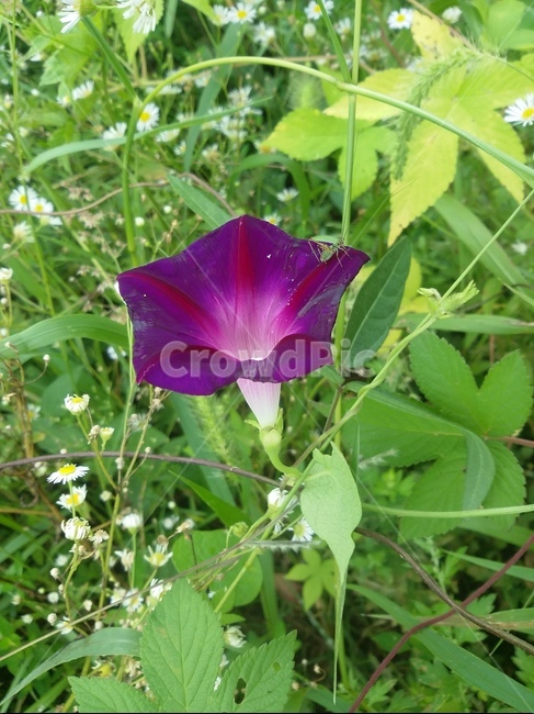 꽃,들꽃,자연,식물,곤충,nature,flower,plant,식물,자연,plants,nature,꽃,flower