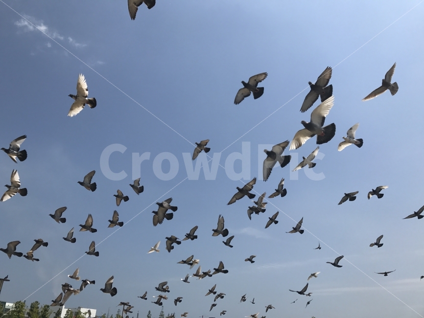 비둘기,닭둘기,비상,하늘,푸른하늘,날개짓,날개,동물,animal,조류,새,birds