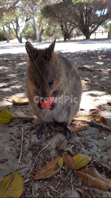 smiling,happy animals,australian animals,animal,Rottnest,australia,wild animals,quokka