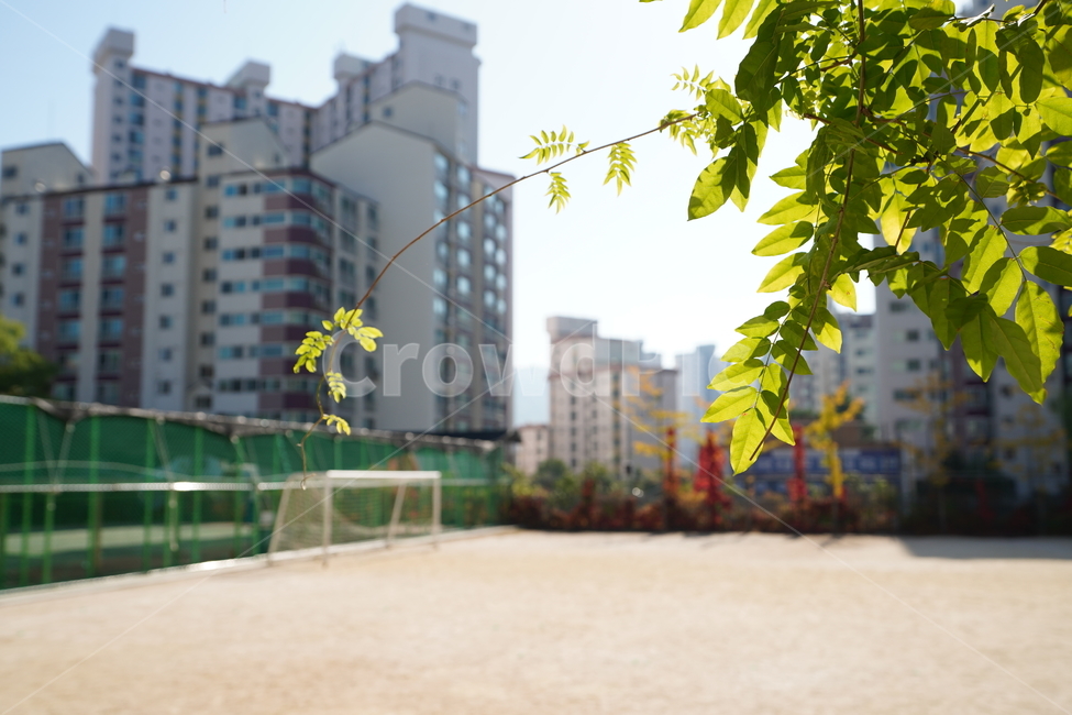 빛,햇살,느낌,감성,식물,생명,잎,나무,색감,풍경,햇빛,자연,도시,풍경,city,landscape,한국도시풍경,한국도시경관,korea cityscape