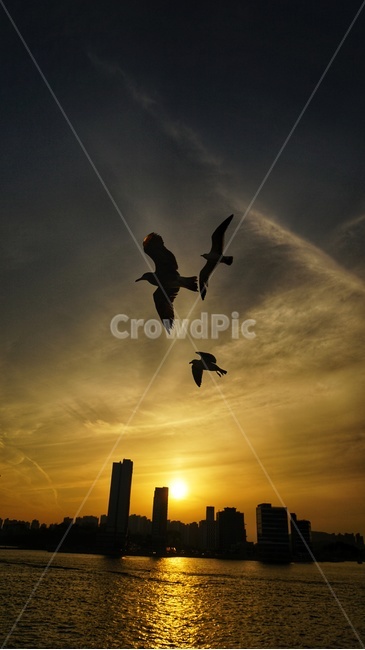 석양,일몰,낙조,갈매기,영종도,월미도,sunset
