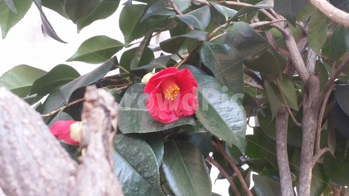 동백꽃,꽃,식물,야생화,plant,blossom,flower,camellia,red,nature