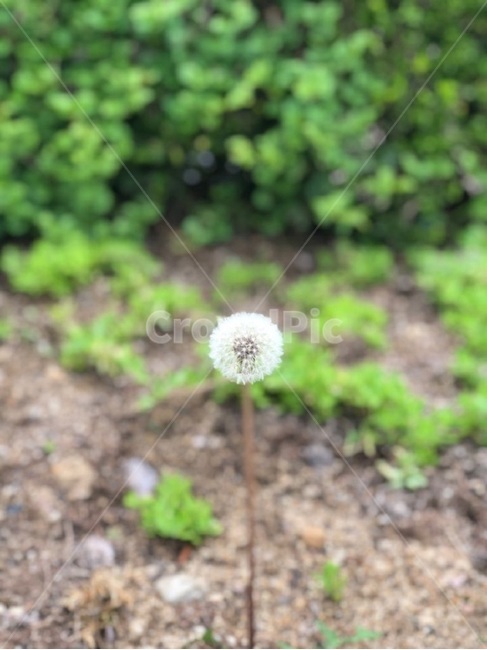 민들레,민들레씨,자연,꽃,풀