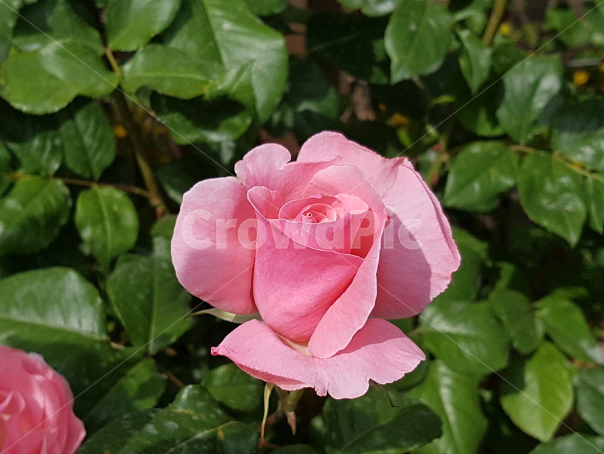 rose,장미,flower,꽃,식물,핑크로즈,핑크장미,식물,자연,plants,nature,꽃,flower