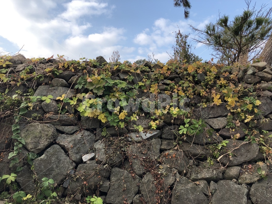 wall,벽,맑음,돌담,겨울,winter,덩굴