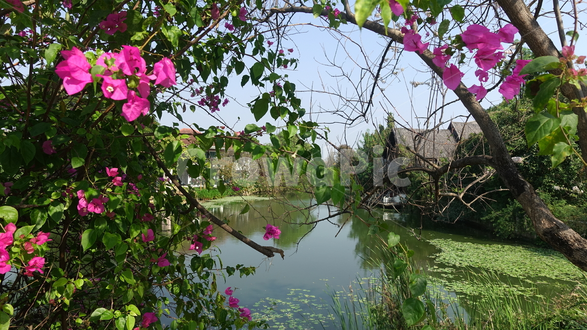 summer,water,outdoor,물,여름,야외,꽃