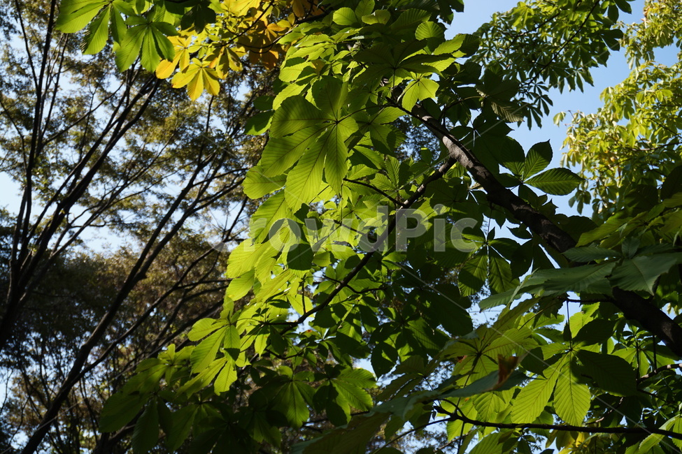 plant,식물,leaf,잎,tree,나무,park,공원,시민의숲,양재시민의숲,양재시민의숲,시민의숲,yangjaepark,yangjae,yanjaeforest,yangjaecitizenforest,식물,자연,plants,nature