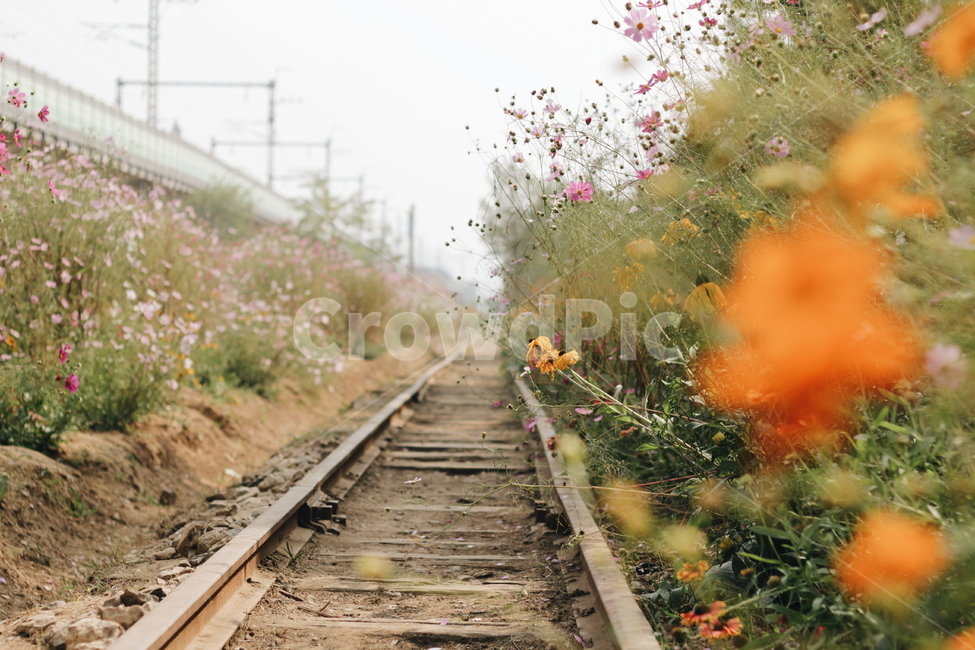 가을,코스모스,계절,철길,꽃,자연,풀,길,nature,고요한,평화로운,가을,계절,fall,autumn,season,식물,자연,plants,nature,꽃,flower,교통,교통수단,traffic,transportation,railway,철도,train track,기찻길,rail,레일