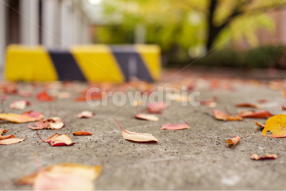길거리,가을낙옆,낙엽,야외,차분한,나뭇잎,autumn,atumnleaves,leaf,street,가을,계절,fall,autumn,season,식물,자연,plants,nature