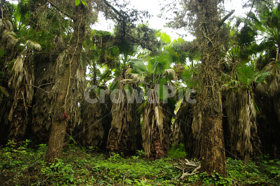 숲,나무,길,야자수,식물,자연,풍경,nature,landscape,식물,plants,나무,trees,wood,tree,plant