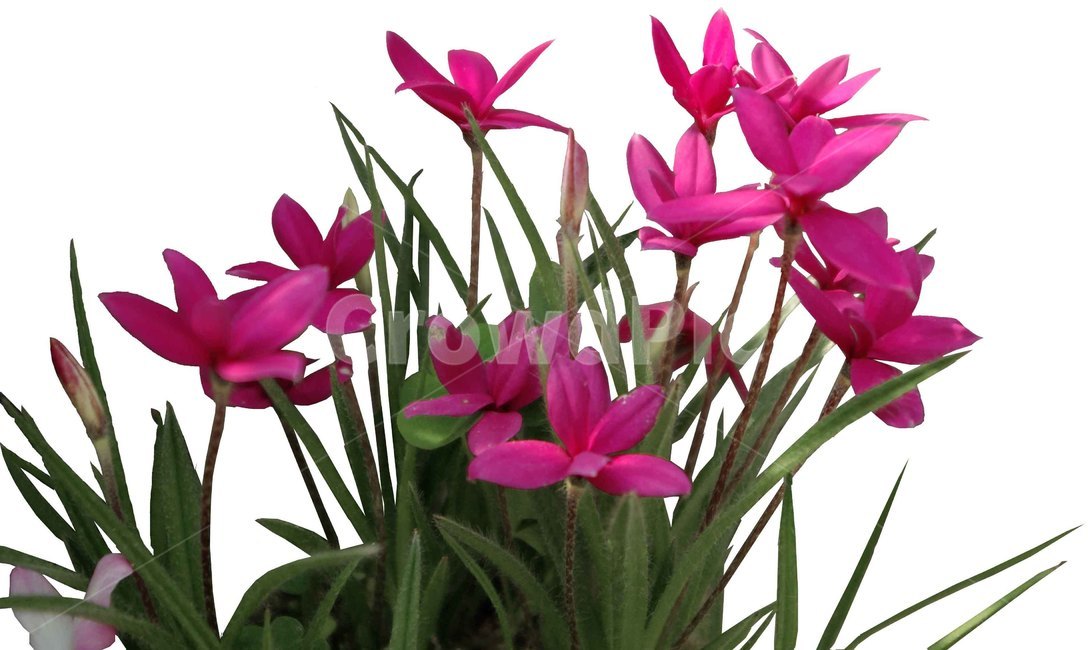 꽃,flower,식물,꽃꽂이,패랭이