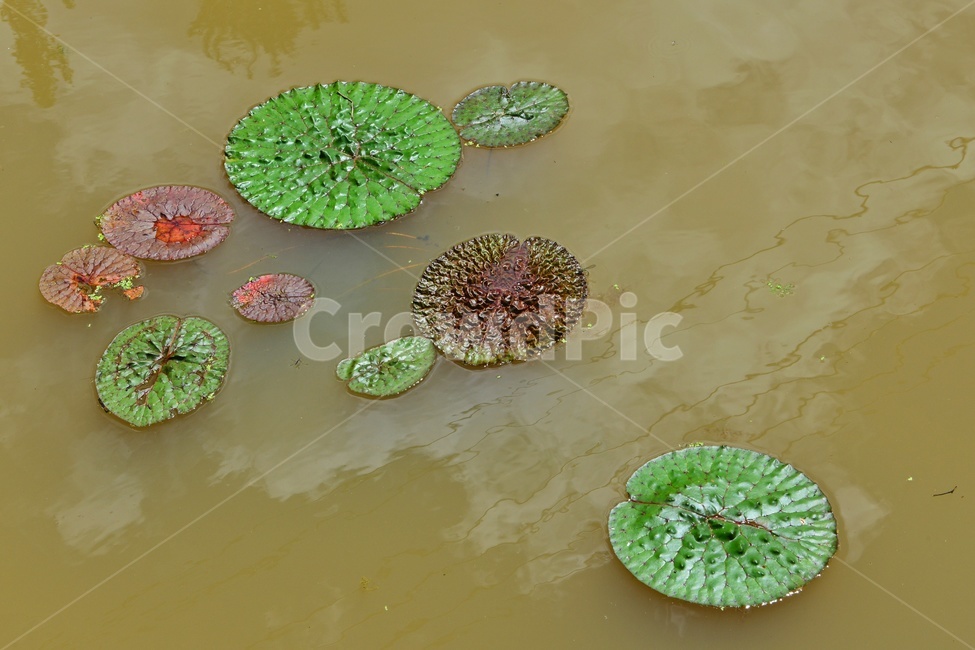plant,식물,flower,blossom,꽃,leaf,잎,outdoors,옥외,nature,자연,수련,연잎,연못,물
