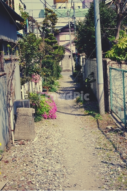 꽃,flower,길,골목,alley,봄,spring,road,동네,마을,town,골목길,alley,감성,sensible,feeling,빈티지사진,빈티지느낌,빈티지감성,vintage,outdoors,옥외,flagstone,판석,garden,정원