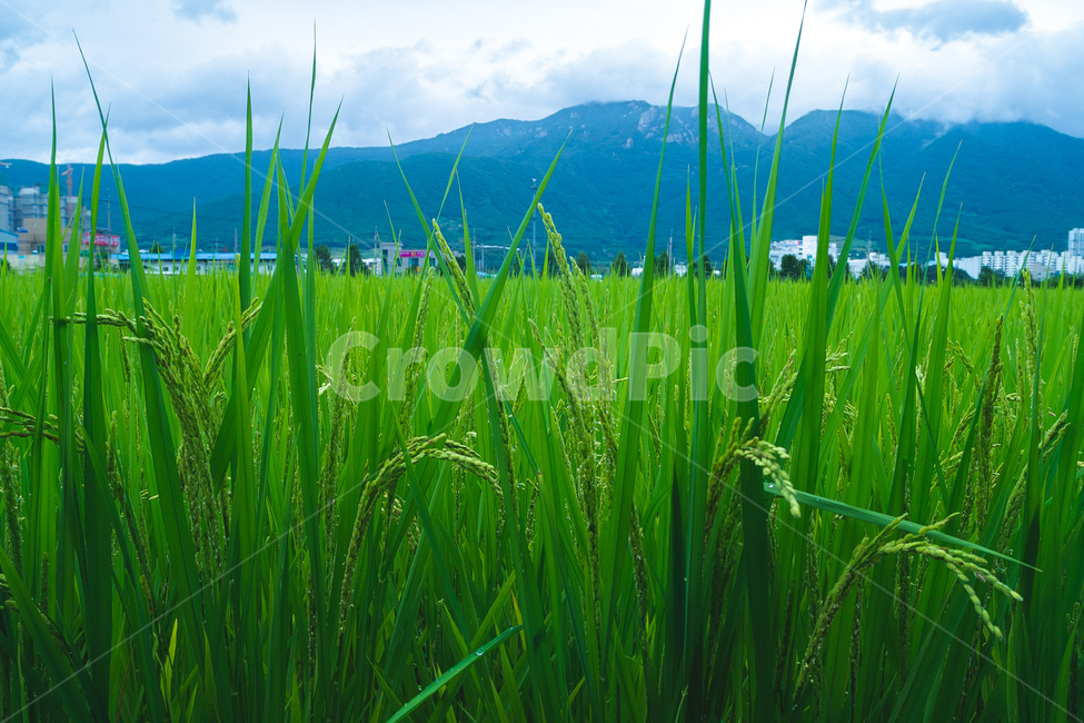 논,벼,자연,쌀,풍경,rise,asianrise,nature,곡류,곡식,cereals