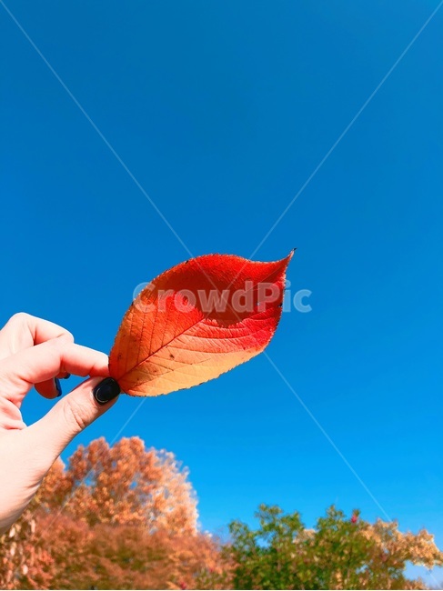 가을,호수,낙엽,하늘,공원,단풍,가을,계절,fall,autumn,season,leaf,잎,plant,식물