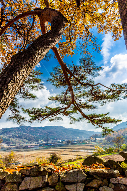 돌담,소나무,풍경,감성,단풍,가을,낙엽,가을,계절,fall,autumn,season,자연,풍경,nature,landscape,한국자연풍경,한국자연경관,korea nature landscape,식물,plants,나무,trees,wood,tree,plant,tree trunk,나무 줄기